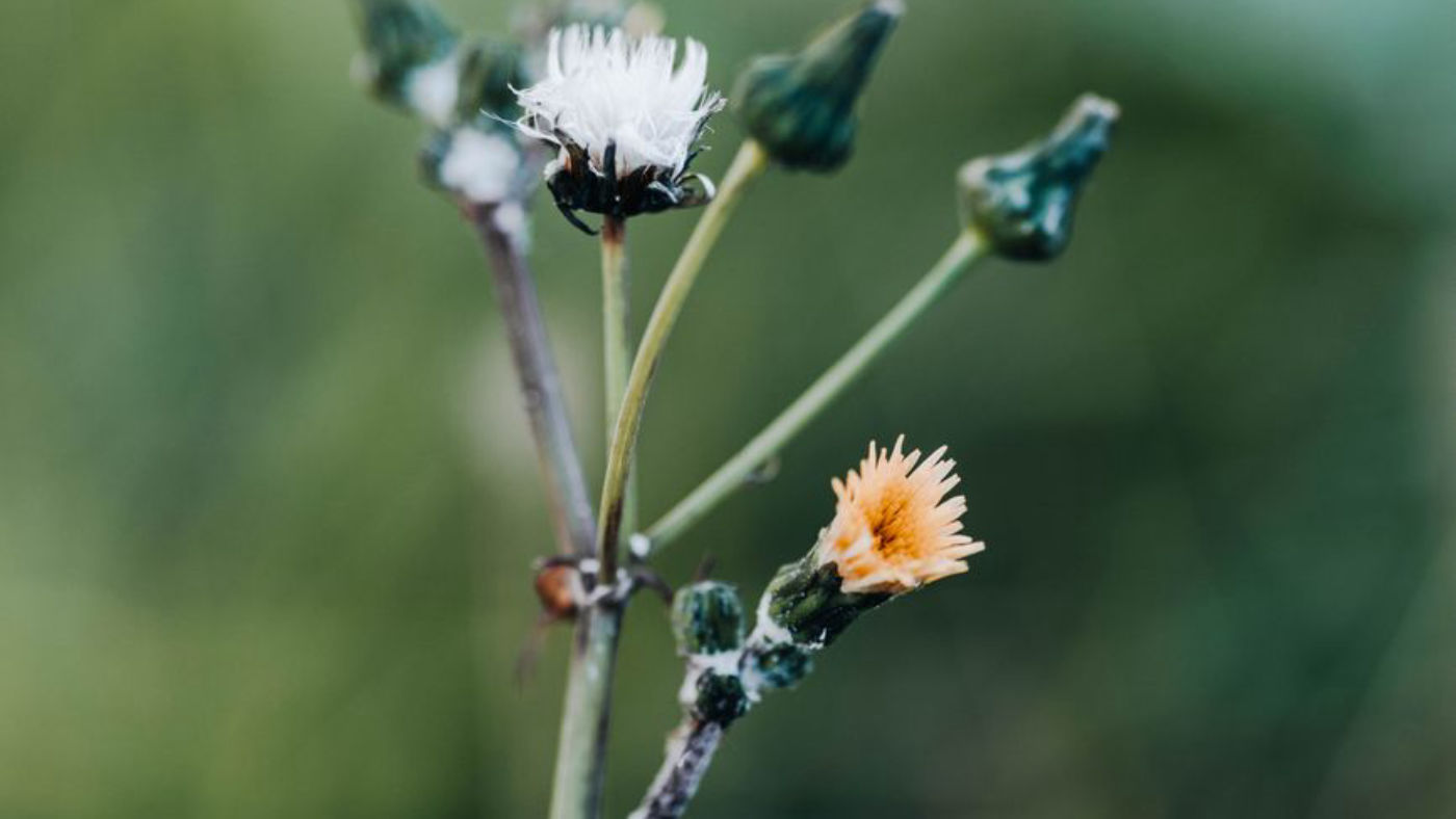 やわらかな緑を背景に、小さな野の花が咲いている。